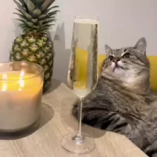 🐈