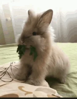 🥬