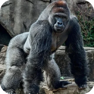 🦍