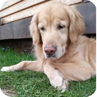 🐶