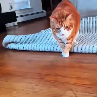 🐈