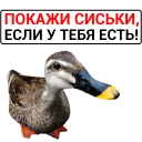 🦆