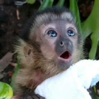🐒