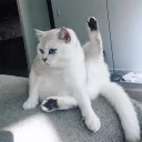 😼