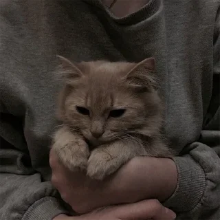 🐈