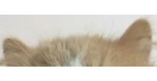 🐱