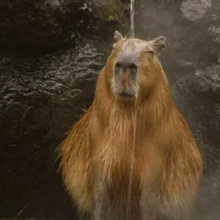🦦