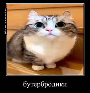 🐱