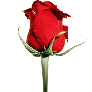 🌹
