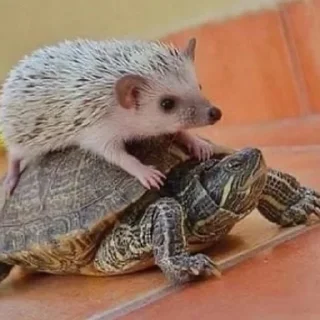 🐢