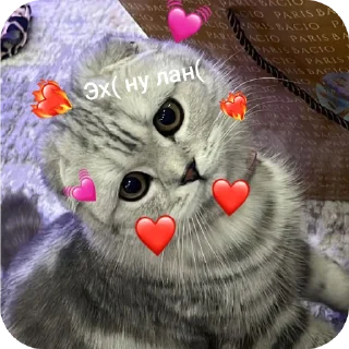 🐱