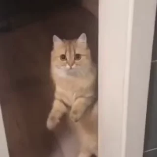 🐾