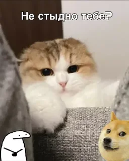 🫣