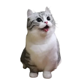😺