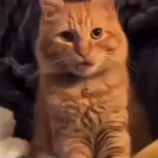 🐈