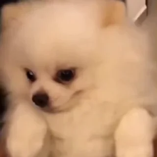 🐩