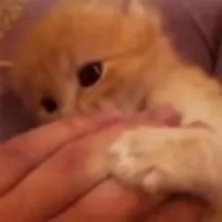 🐈‍⬛