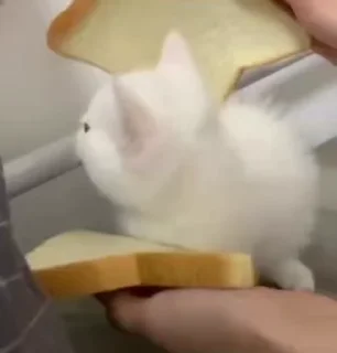 😺
