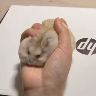 🥟