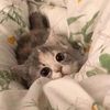 котики для котят