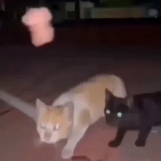 🐈‍⬛️