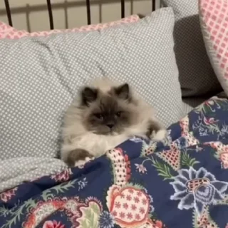 🥱