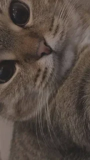 😽