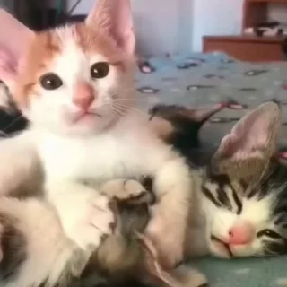 🤩