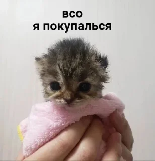 🐱