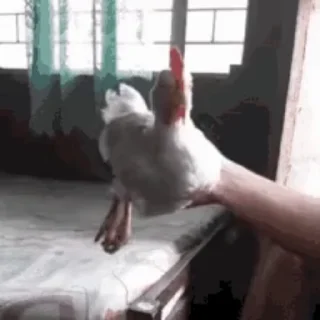 🐔