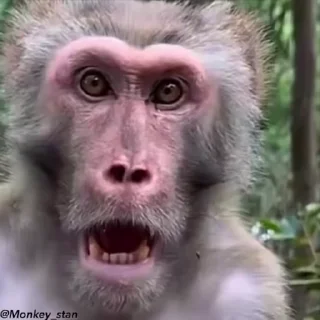 ⛔️ НЕ ЖМИ 👉🏻 @monkey_stan