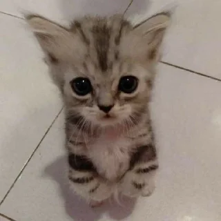 🥺