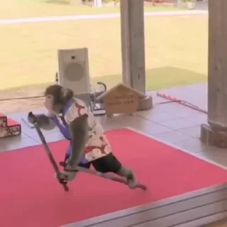 🐵