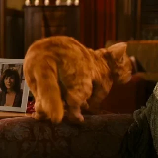 😾