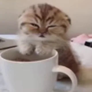 🐈‍⬛