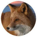 Fox @stickersb2b