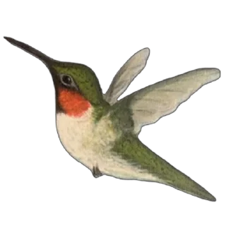 🐦