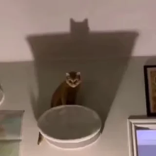 🐈