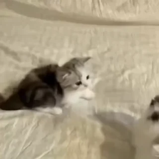 🌟