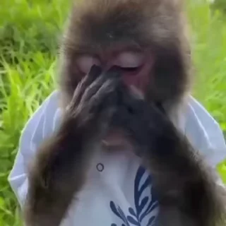 🐵