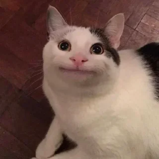 Cat Moods @stickersb2b