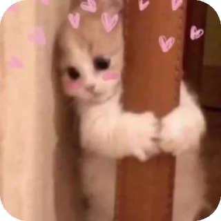 🐱