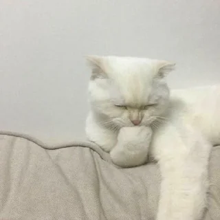 🌚