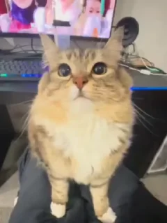 🤭