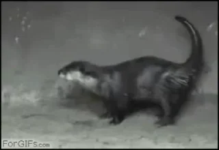 💃