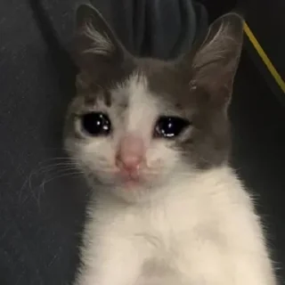 😿