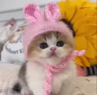 🌟