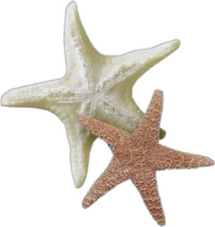 🌟