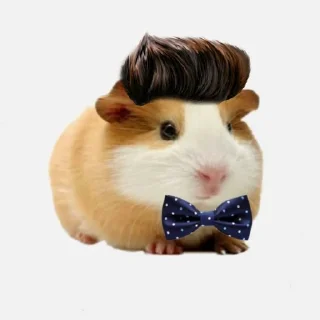 🐹