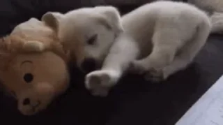 🐶